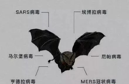 啊蝙蝠1.jpg