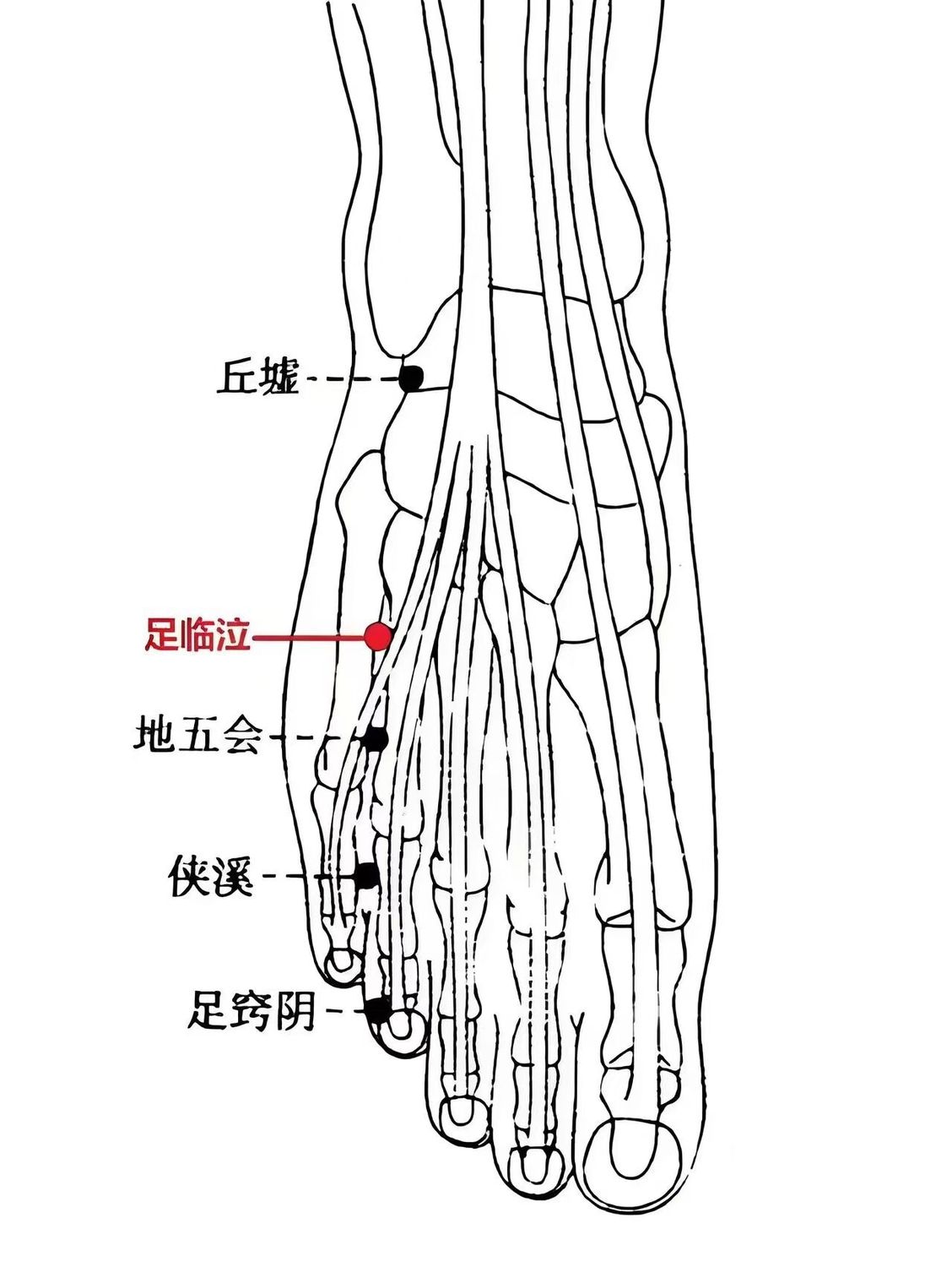 足的作用.jpg