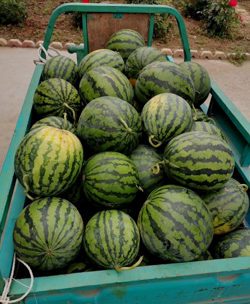 1啊宝朝阳西瓜3.jpg